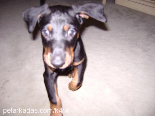 mİr Erkek Doberman Pinscher