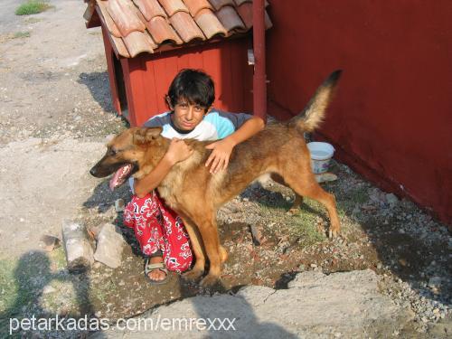 carlos Erkek Alman Çoban Köpeği