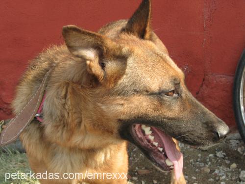 carlos Erkek Alman Çoban Köpeği