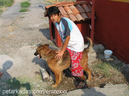 carlos Erkek Alman Çoban Köpeği