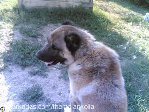 tommy Erkek Kangal