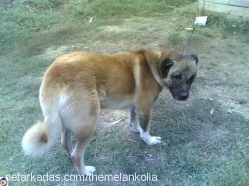 tommy Erkek Kangal