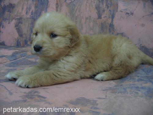 tarçın Dişi Golden Retriever