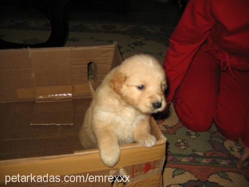 tarçın Dişi Golden Retriever