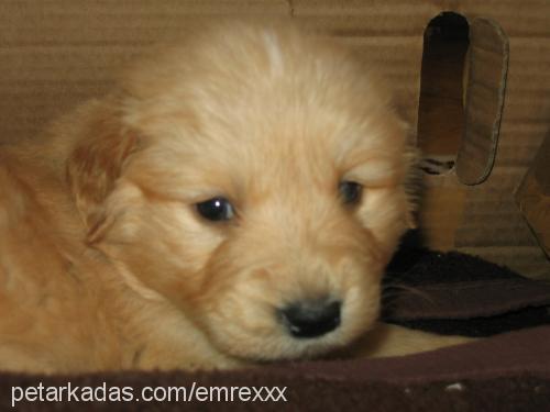 tarçın Dişi Golden Retriever