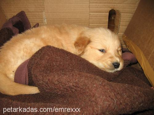 tarçın Dişi Golden Retriever