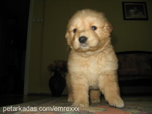 tarçın Dişi Golden Retriever