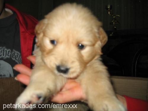 tarçın Dişi Golden Retriever