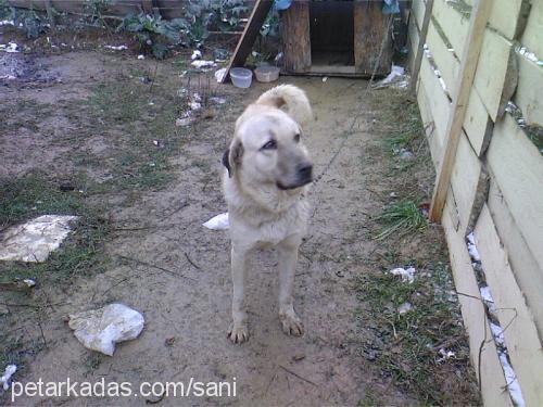 sani Erkek Kangal