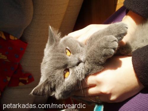 çakıl Dişi British Shorthair