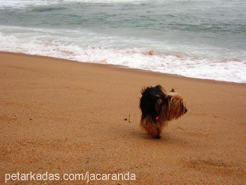 africa Dişi Yorkshire Terrier