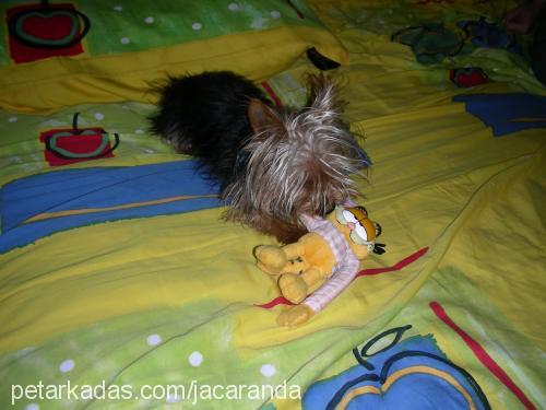 africa Dişi Yorkshire Terrier