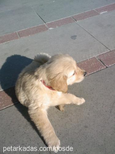 bal Dişi Golden Retriever