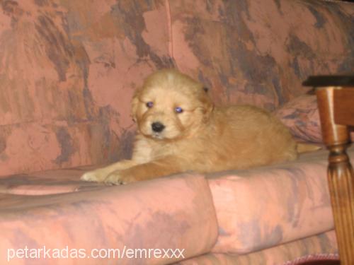 tarçın Dişi Golden Retriever