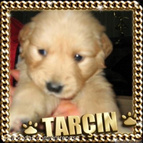 tarçın Dişi Golden Retriever