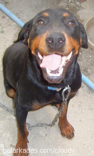 mary Dişi Rottweiler