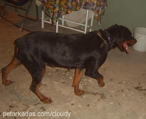 mary Dişi Rottweiler