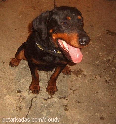 mary Dişi Rottweiler