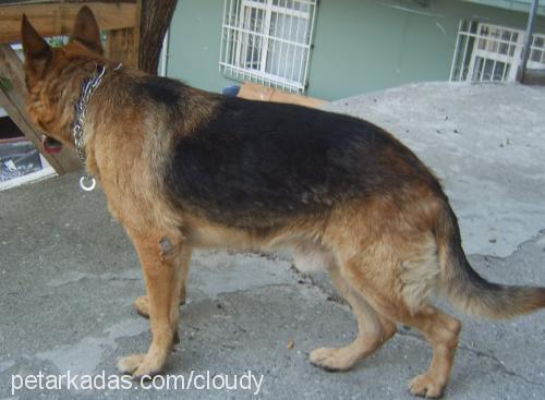 mexs Erkek Alman Çoban Köpeği