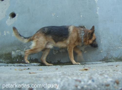 mexs Erkek Alman Çoban Köpeği