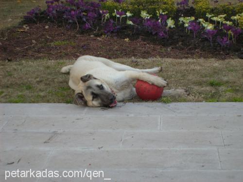 pasha Erkek Golden Retriever