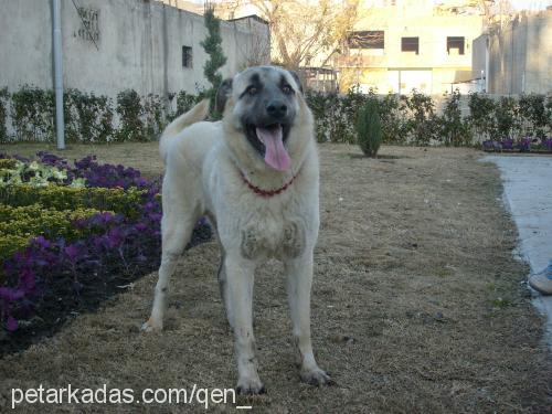 pasha Erkek Golden Retriever