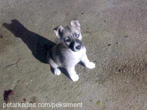 hera Dişi Sibirya Kurdu (Husky)