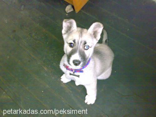 hera Dişi Sibirya Kurdu (Husky)