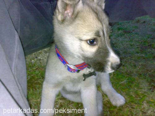 hera Dişi Sibirya Kurdu (Husky)