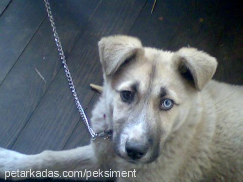 hera Dişi Sibirya Kurdu (Husky)