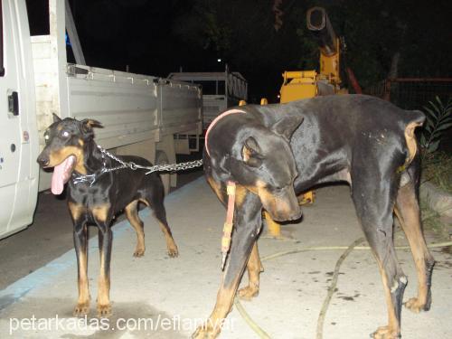 liza Dişi Doberman Pinscher