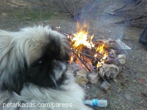 fifimmmmmmmmmm Erkek Pekingese