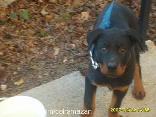 tina Dişi Rottweiler