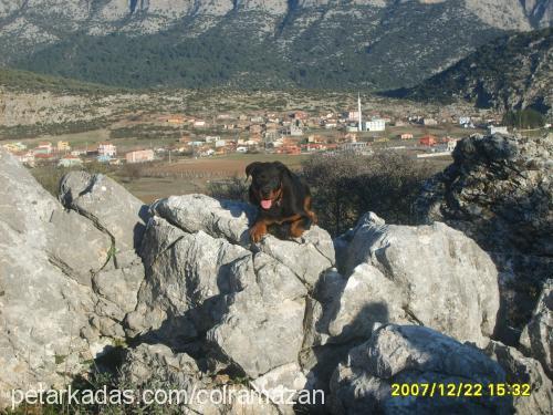 tina Dişi Rottweiler