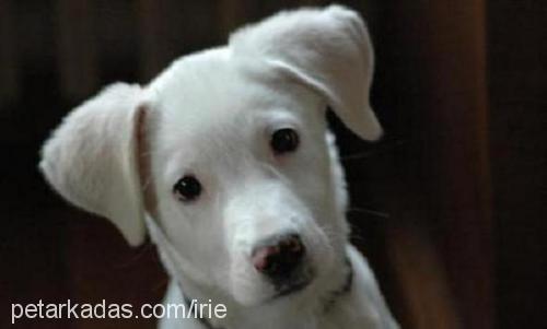 irie Dişi Labrador Retriever