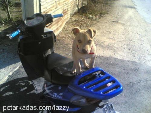 gölge Dişi Amerikan Staffordshire Terrier