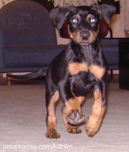 mİr Erkek Doberman Pinscher