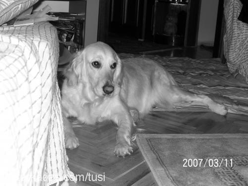 tusi Dişi Golden Retriever