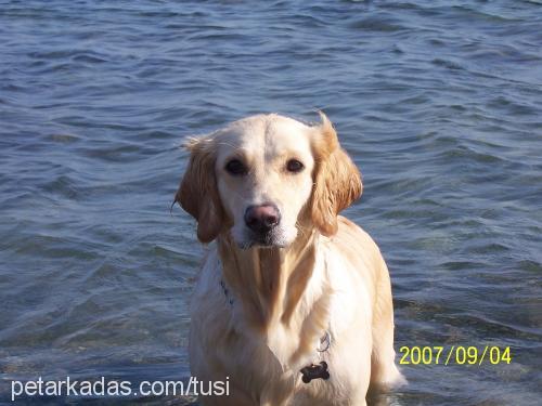 tusi Dişi Golden Retriever