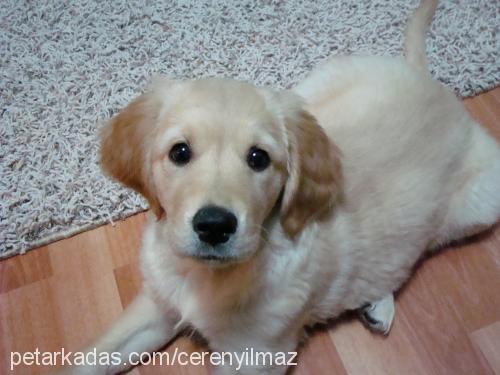 angel Dişi Golden Retriever