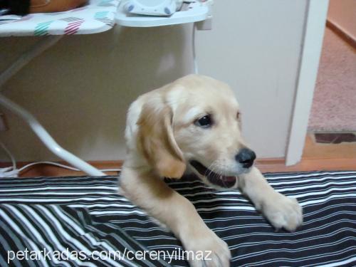 angel Dişi Golden Retriever