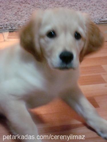 angel Dişi Golden Retriever