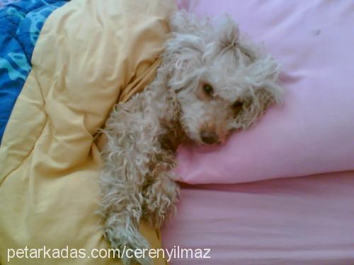 rodİ Dişi Poodle (Standart Kaniş)