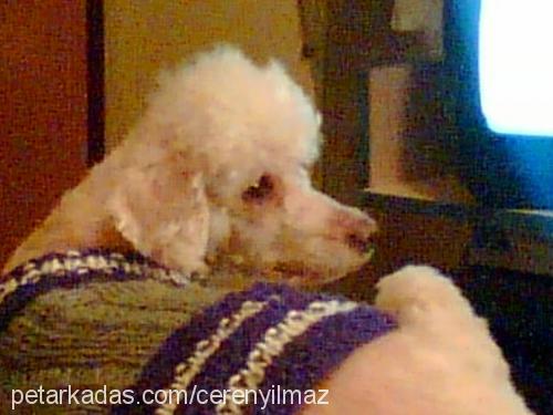 rodİ Dişi Poodle (Standart Kaniş)