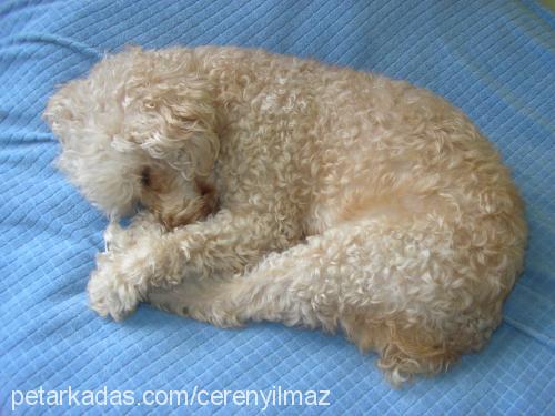 rodİ Dişi Poodle (Standart Kaniş)