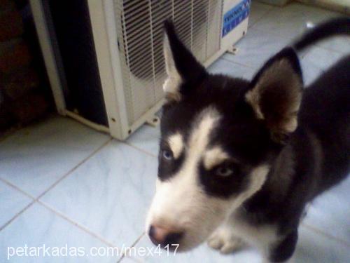 boncuk Dişi Sibirya Kurdu (Husky)