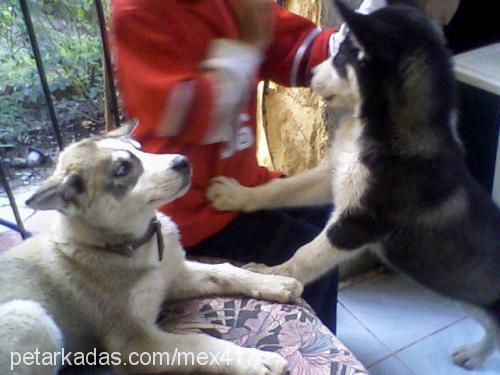 boncuk Dişi Sibirya Kurdu (Husky)