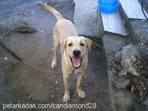 oğlum Erkek Labrador Retriever