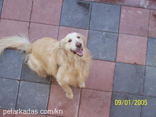 eŞref Erkek Golden Retriever