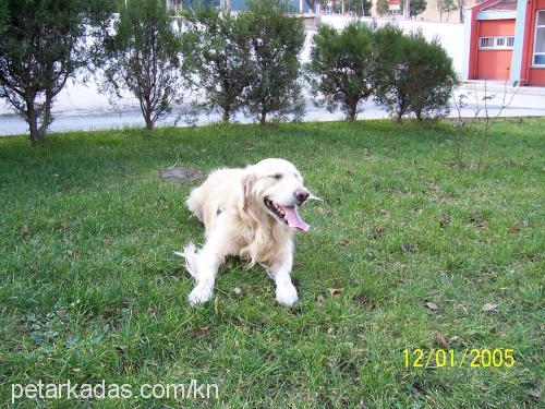 eŞref Erkek Golden Retriever